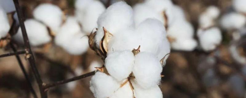 中棉所100915棉花品种的特性，草害防治