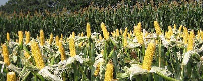 圳康健甜2号玉米品种简介，适宜播种期3月中旬至4月中旬