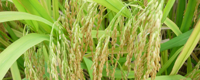 原优901水稻种子特征特性，一般6月中旬至6月下旬播种