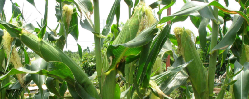 先达5172玉米种子简介，适宜播种期4月下旬至5月中旬