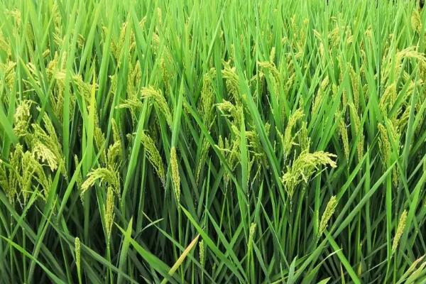 榕夏两优039水稻种子简介，每亩有效穗数17.7万穗
