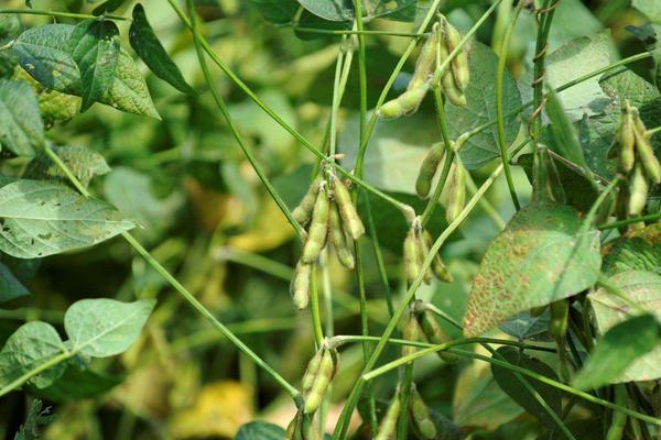 福夏豆9号大豆品种简介,低肥力地块适当增加密度