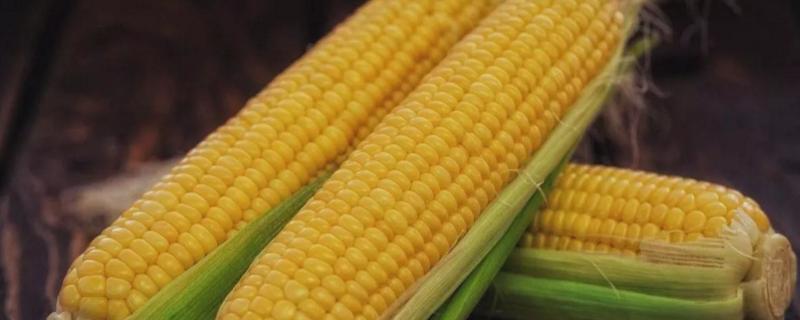 金来227玉米种子特征特性，中抗小斑病
