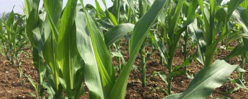 MC993玉米种子特点，中抗茎腐病