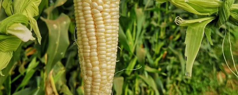 煌单8119玉米种子特点，中抗南方锈病